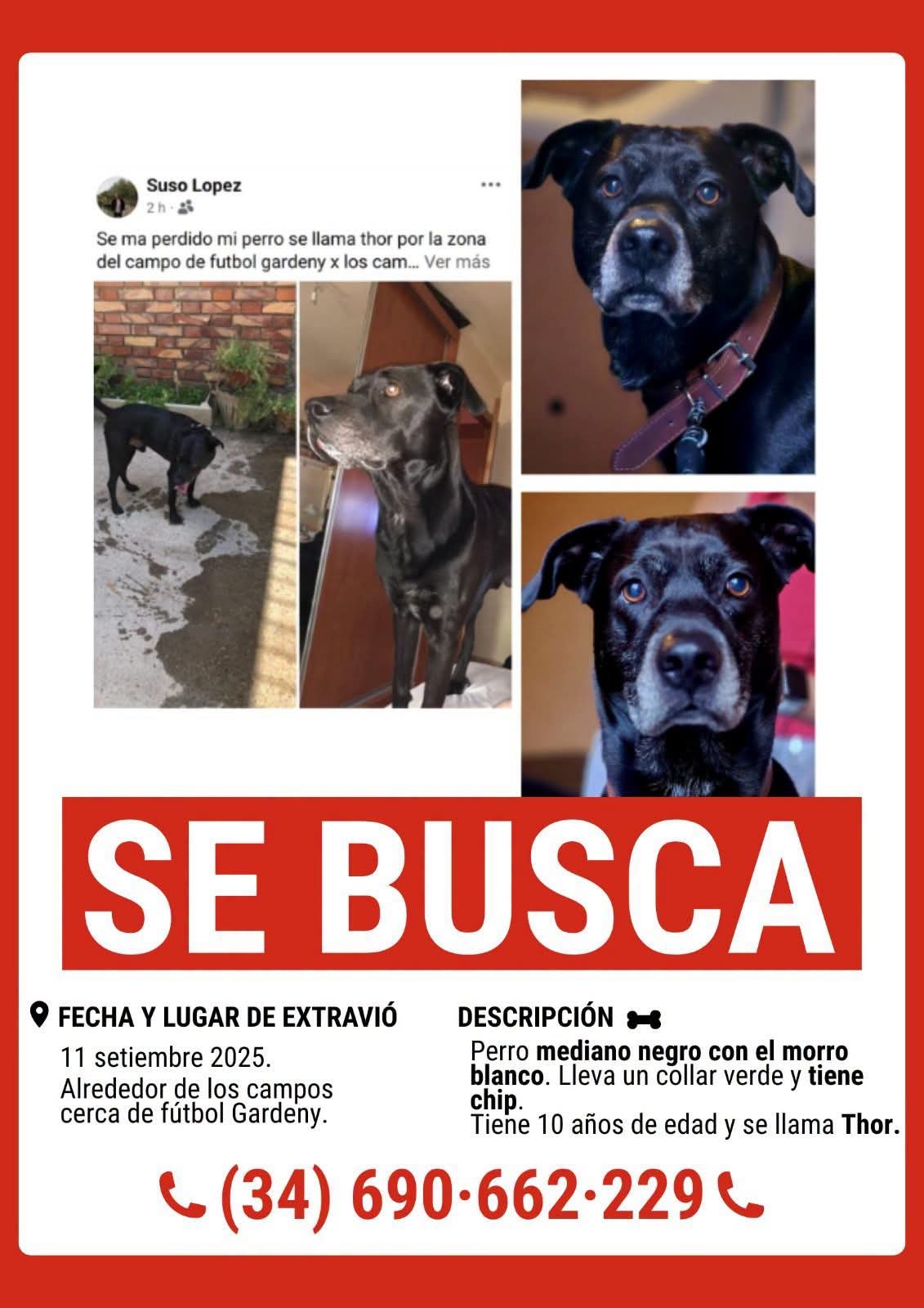 Perro en difusión