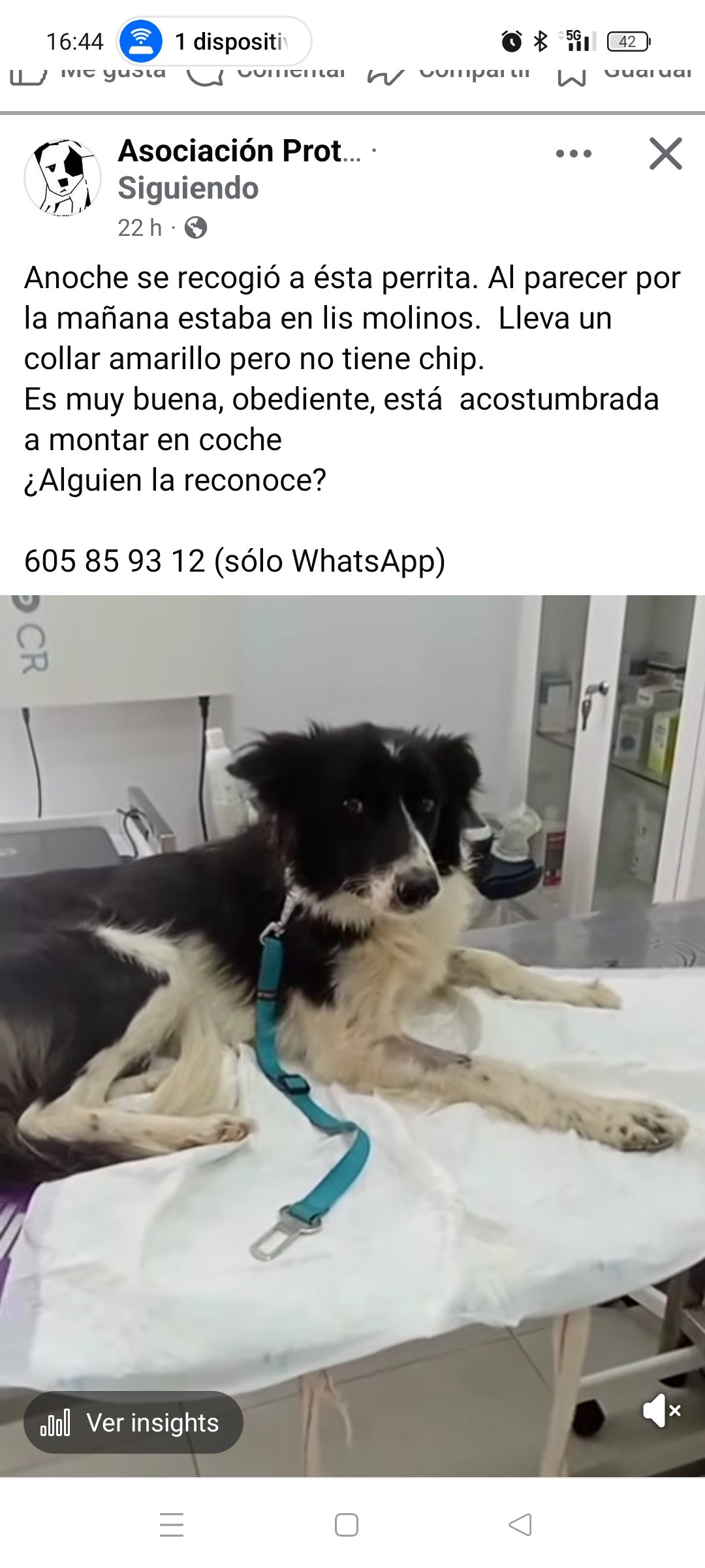 En la protectora