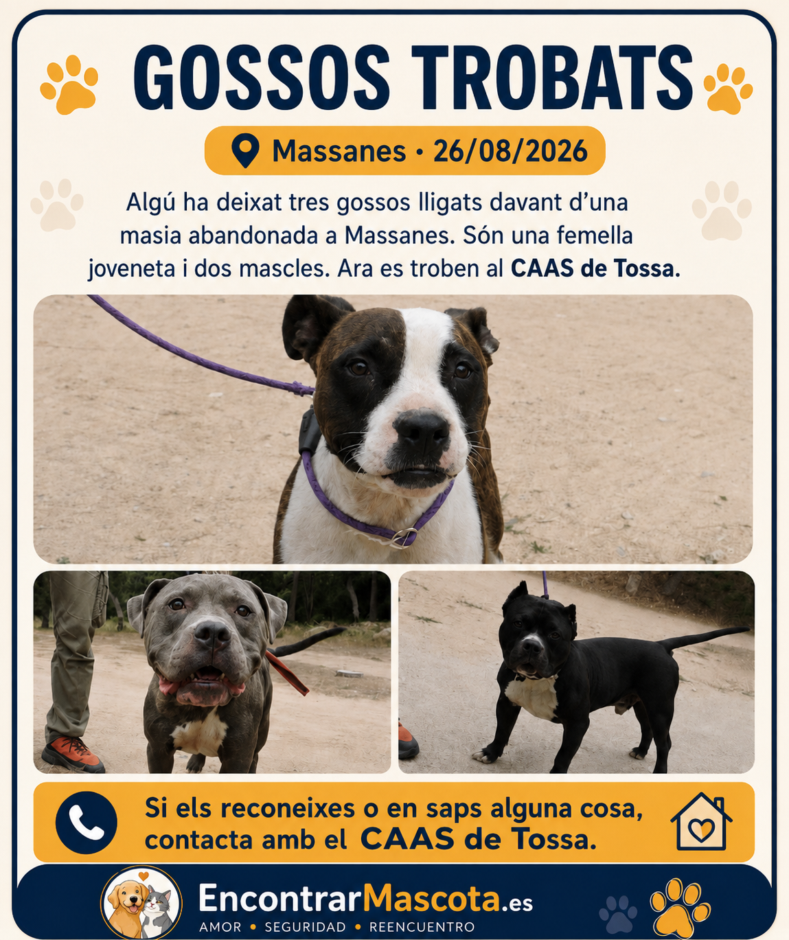 Perro en difusión