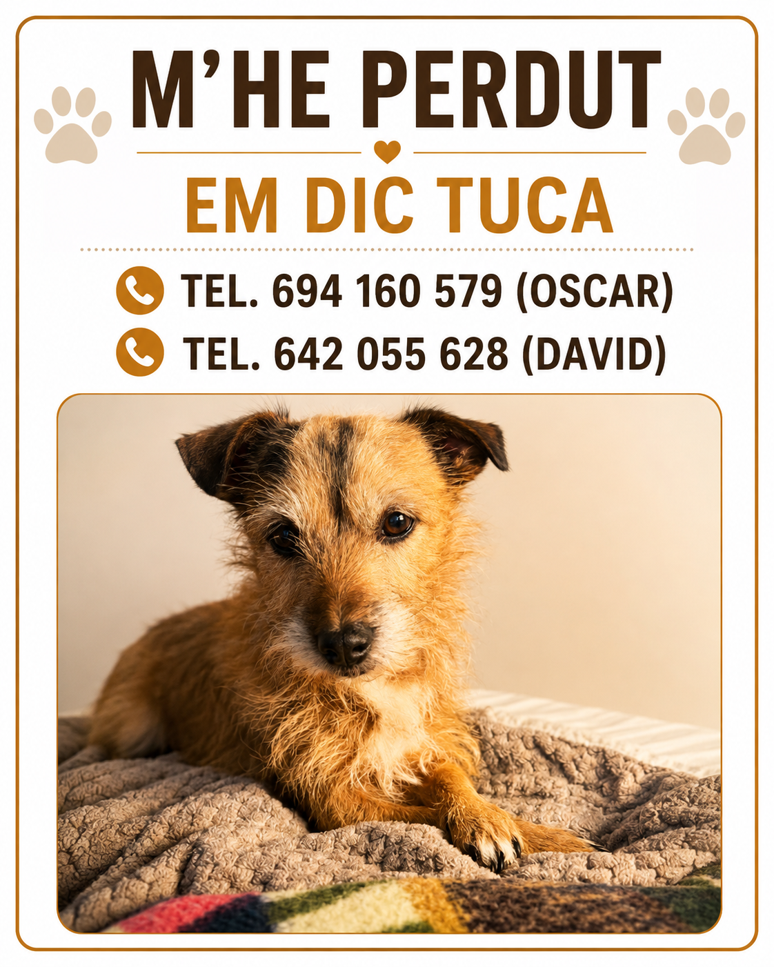 Perro en difusión