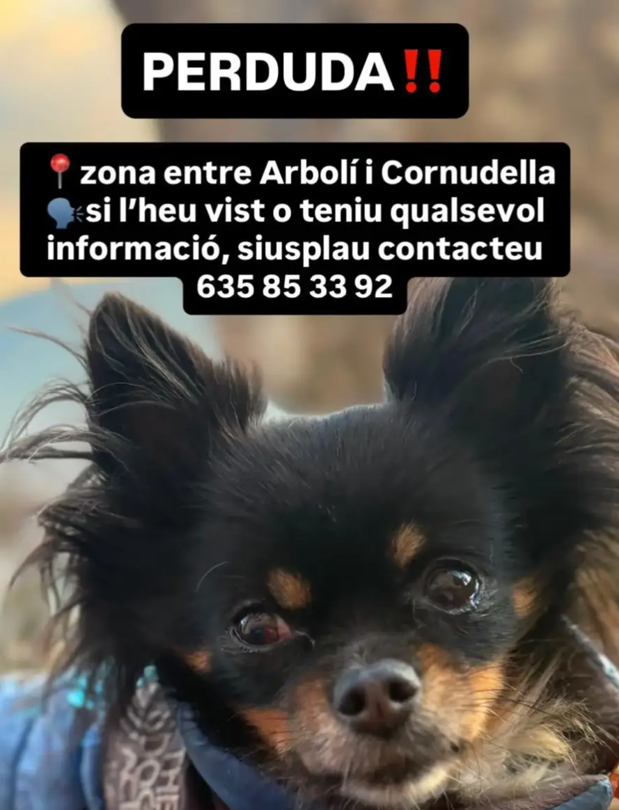 Perro en difusión