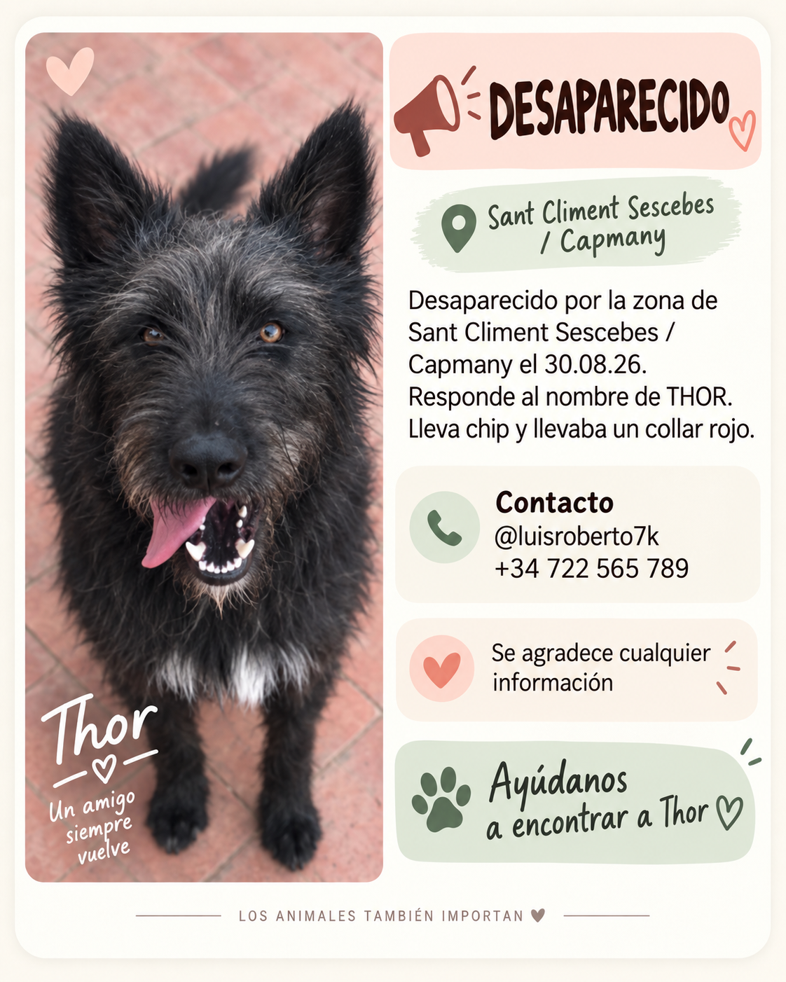 Perro en difusión