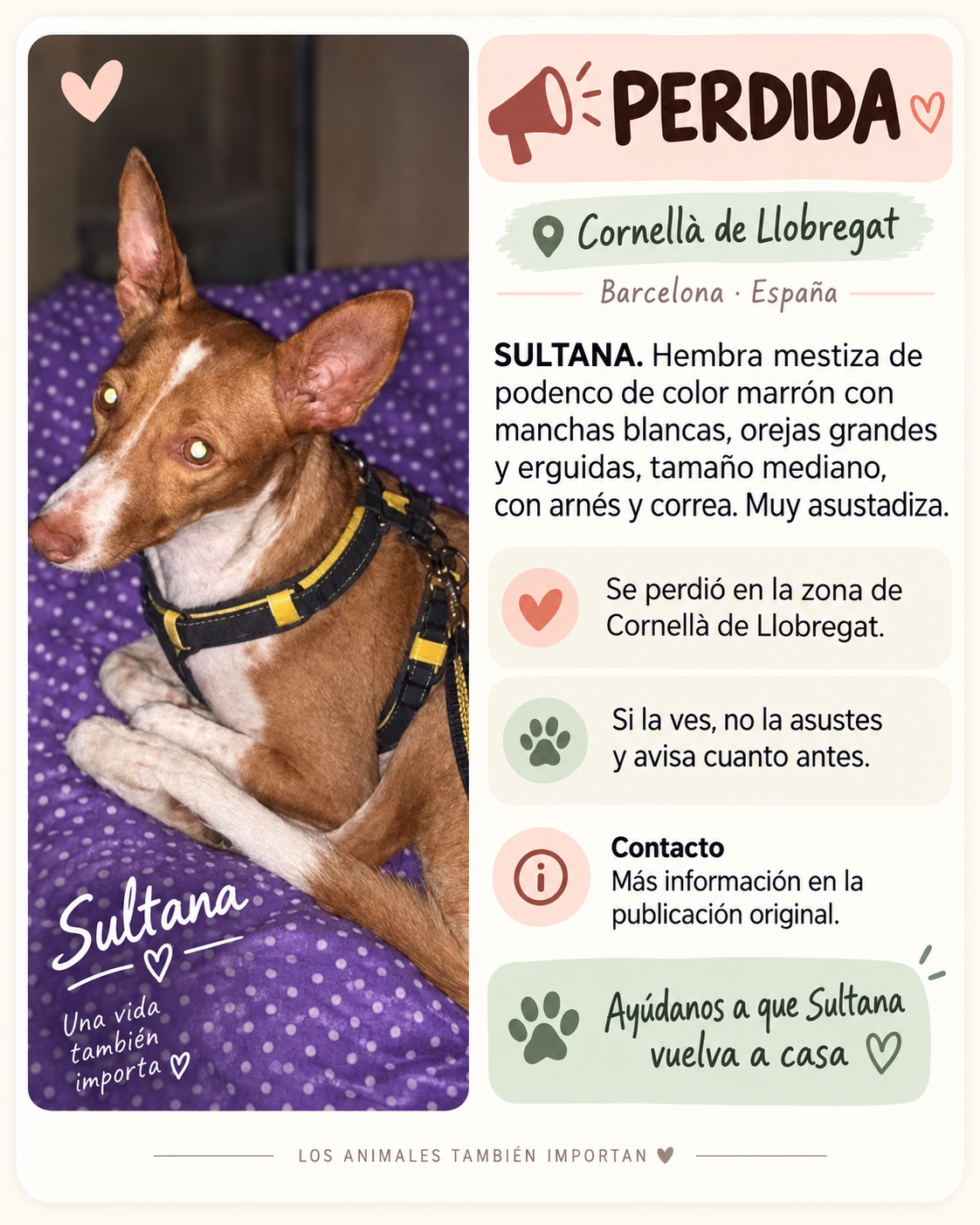 Perro en difusión