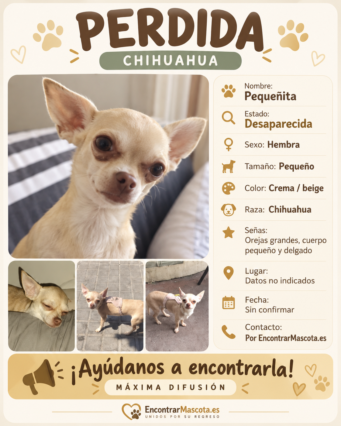 chihuahua