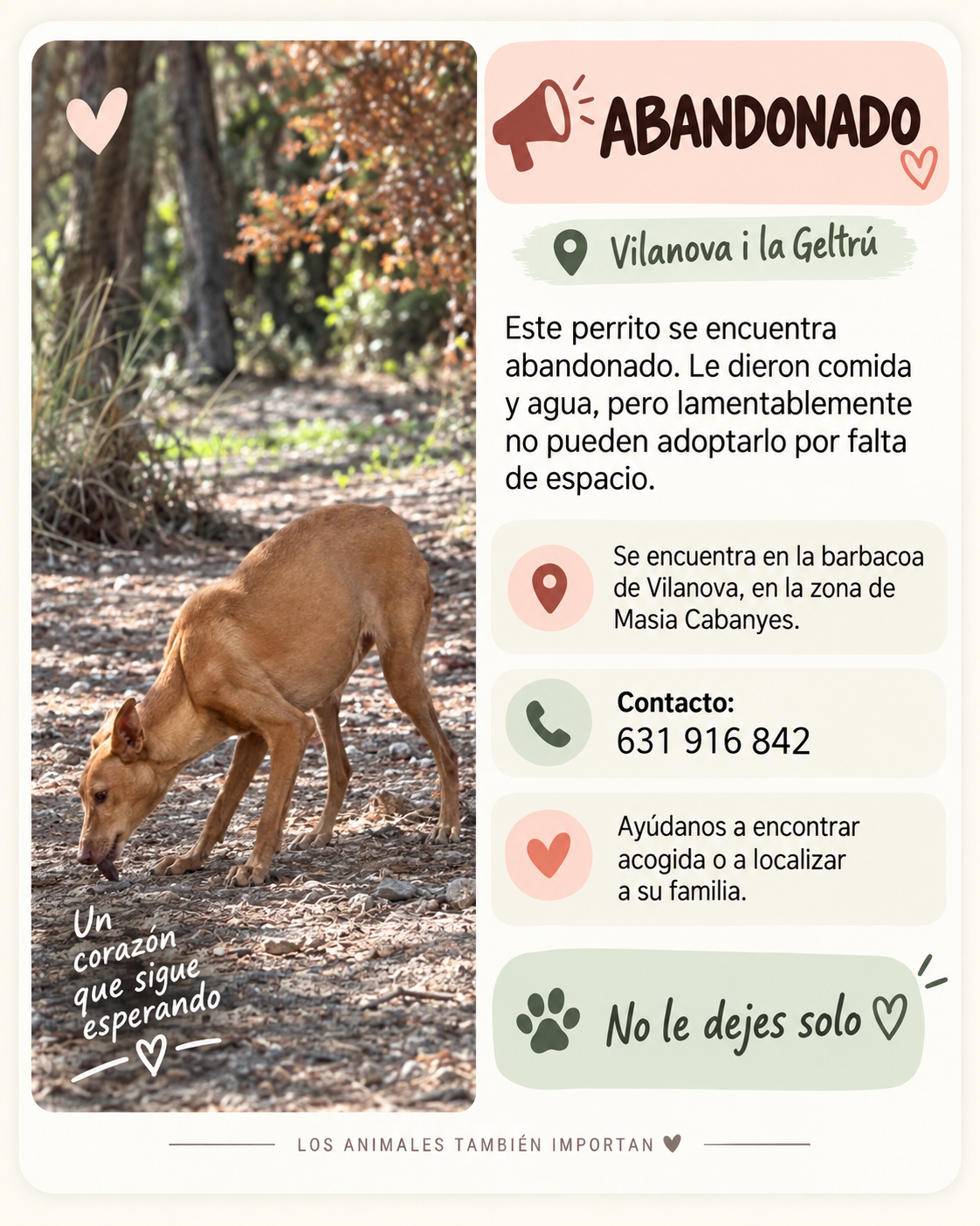 Perro en difusión