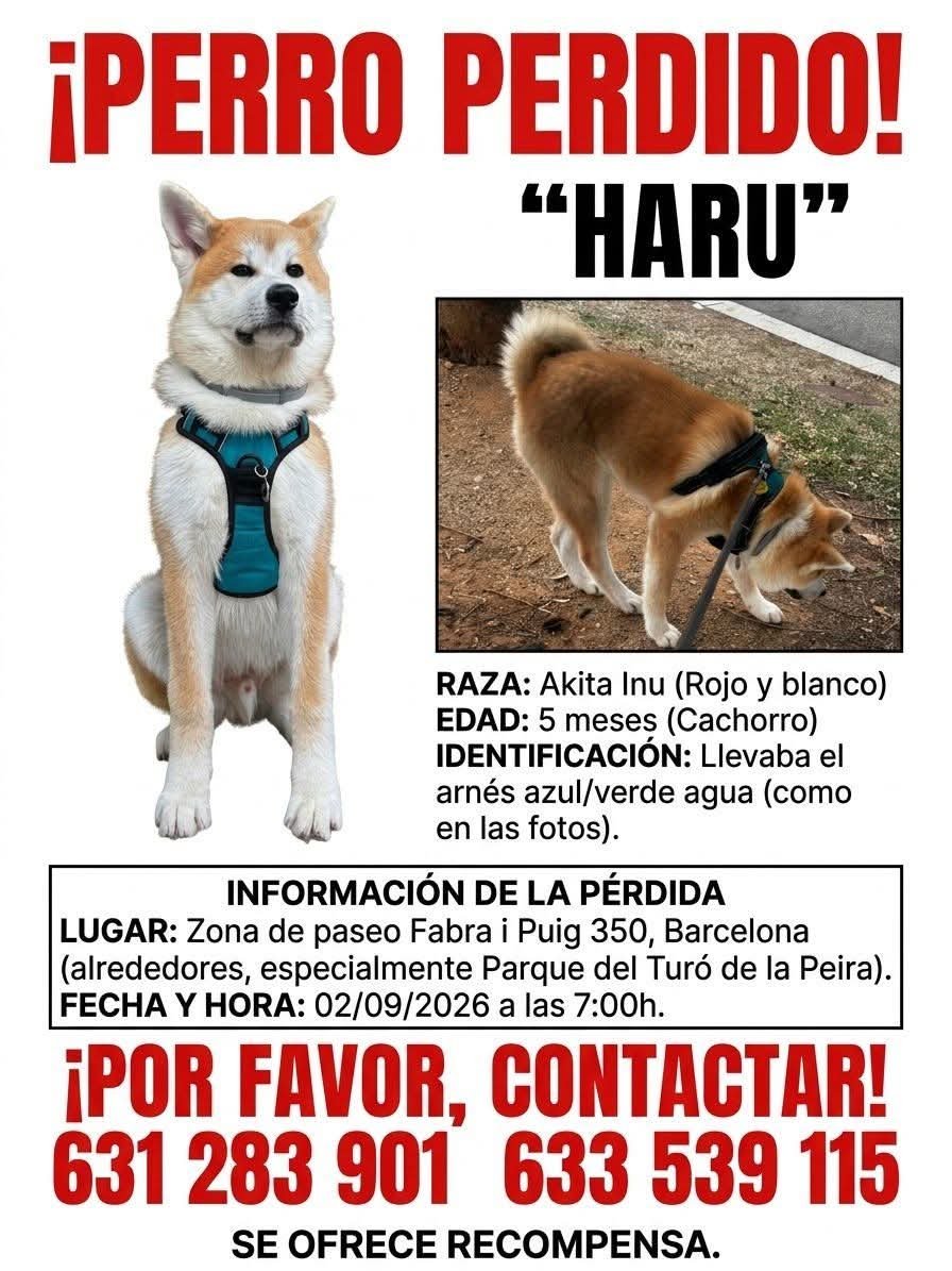 Perro en difusión