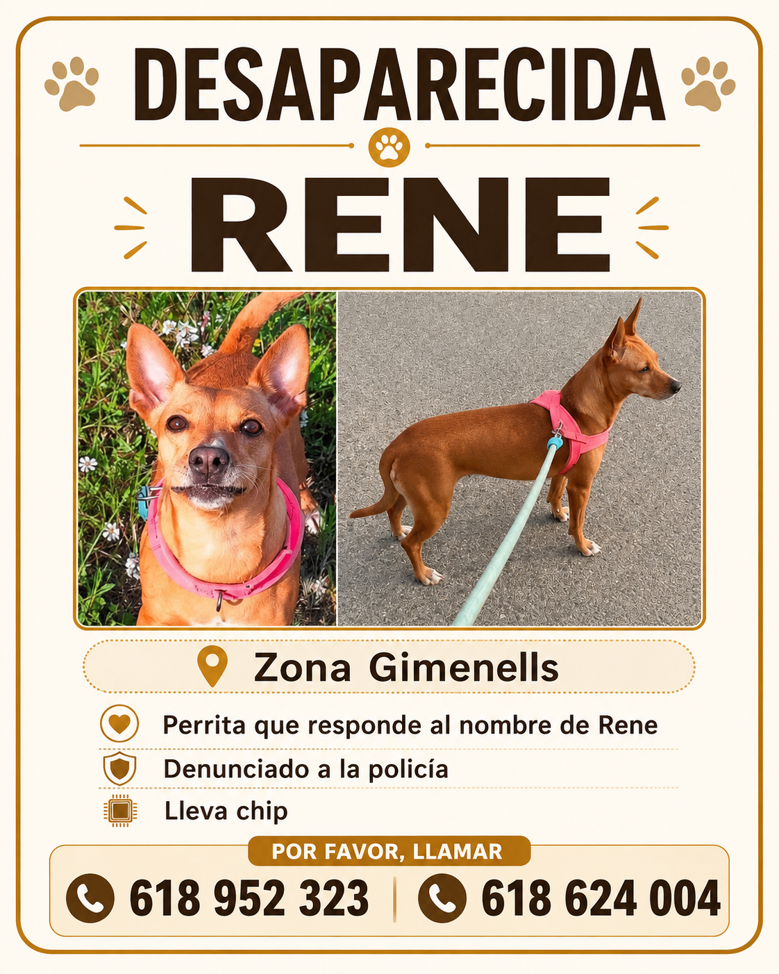 Perro en difusión