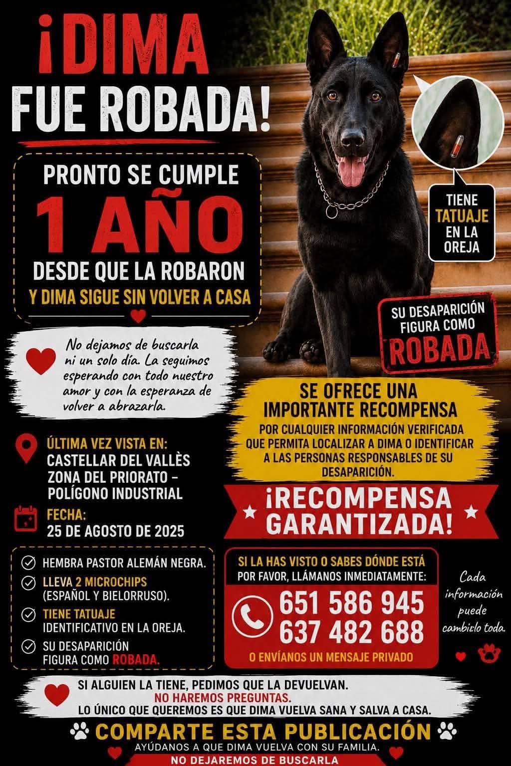 Perro en difusión