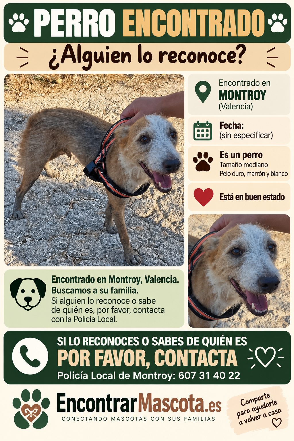 Perro en difusión