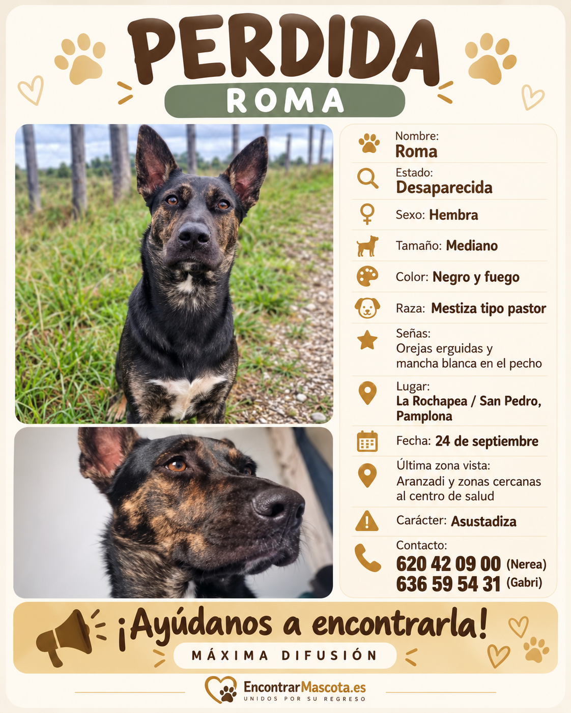perro perdido 21 sept