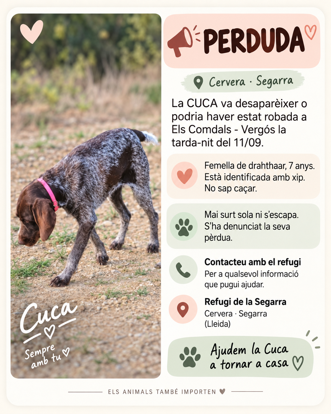 Perro en difusión