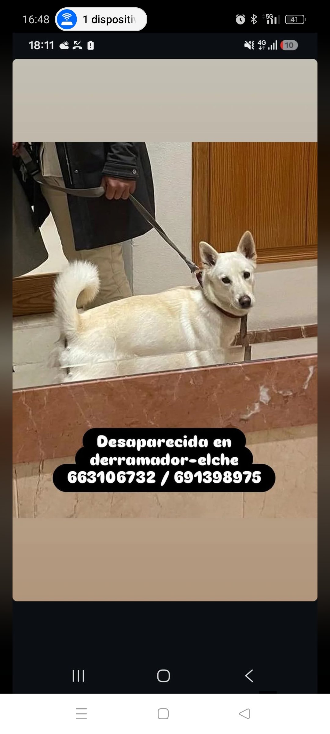 Perdido en Elche